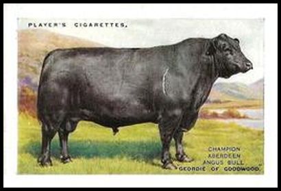 25PBPS 1 Aberdeen Angus Cattle.jpg